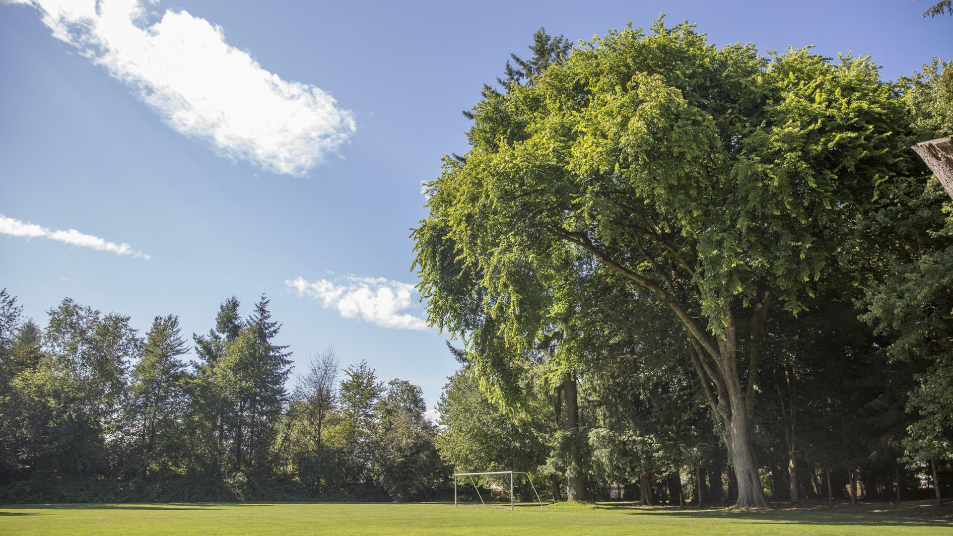 A grassy field with a soccer net shaded by large trees at the edge of the field.